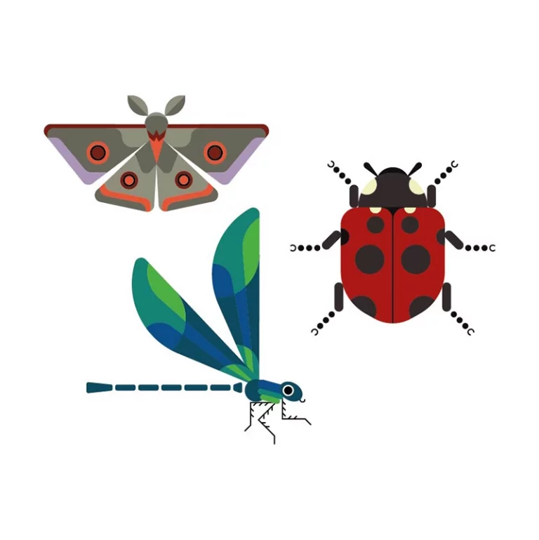 Dessins sur Illustrator d'insectes stylisés dans un style géométrique : un papillon de nuit, une coccinelle et une libellule