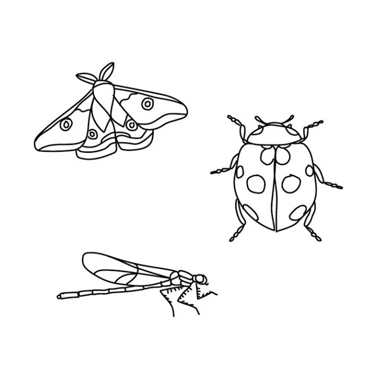 Croquis d'un papillon de nuit, une coccinelle et une libellule