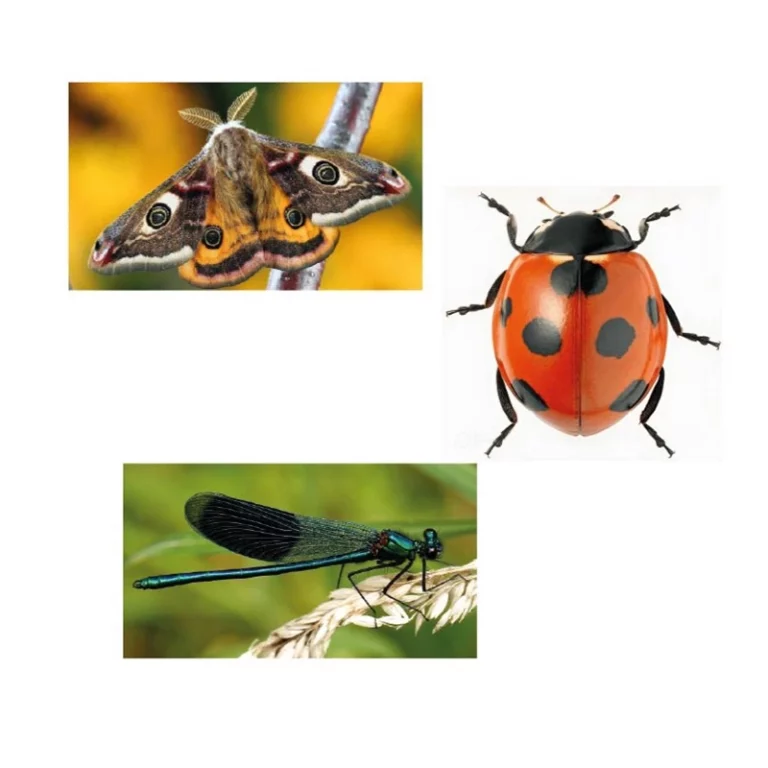 Images de référence d'un papillon de nuit, une coccinelle et une libellule